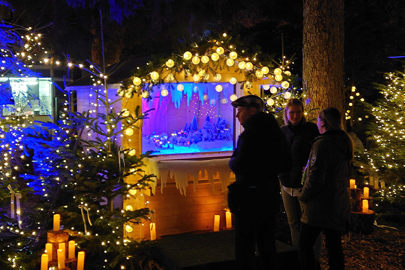 Magischer Lichterwald